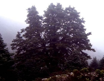 Pinsapo tree 'Las Escaleretas' CHARACTERISTICS OF THE SURROUNDINGS