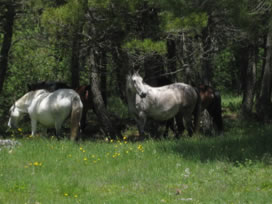 CHARACTERISTICS OF THE SURROUNDINGS